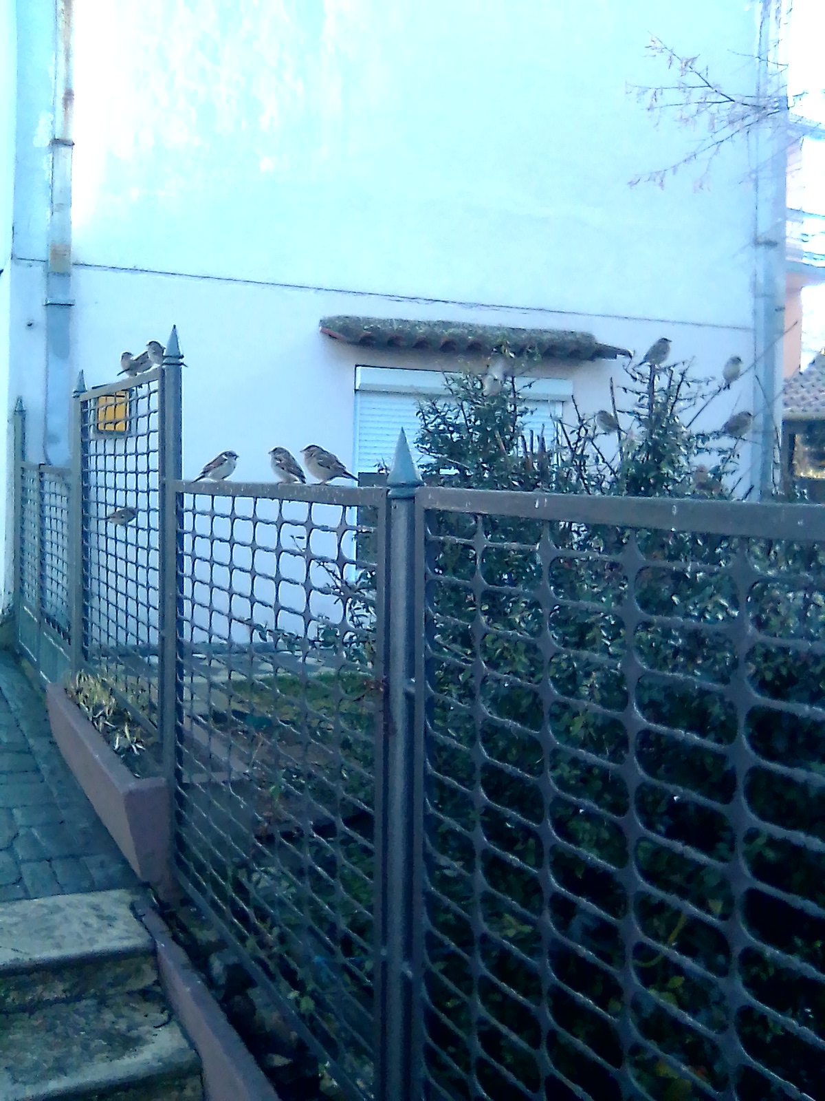 Birds